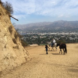 Friends and Horses