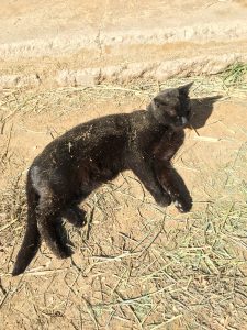 Mimi's Dirt Bath